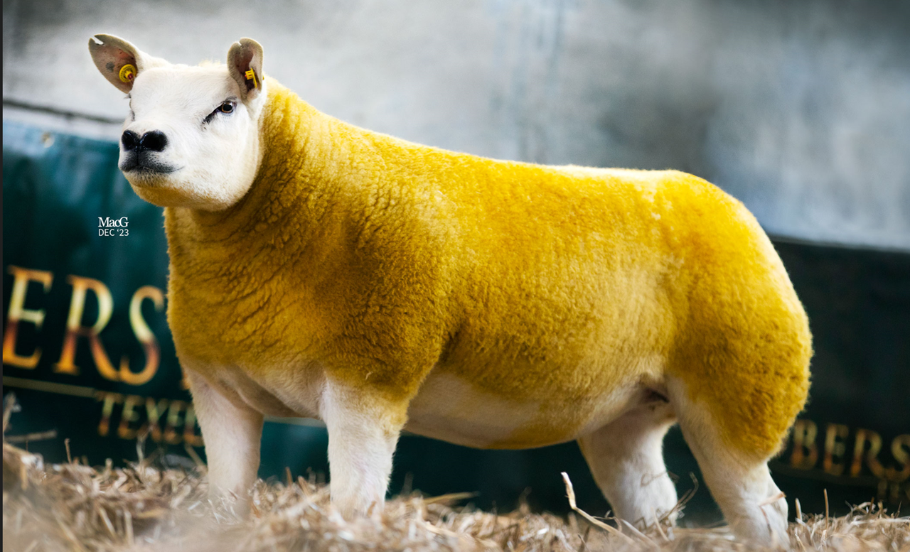 Preview: 70 in-lamb pedigree Texels set for Twilight Sale