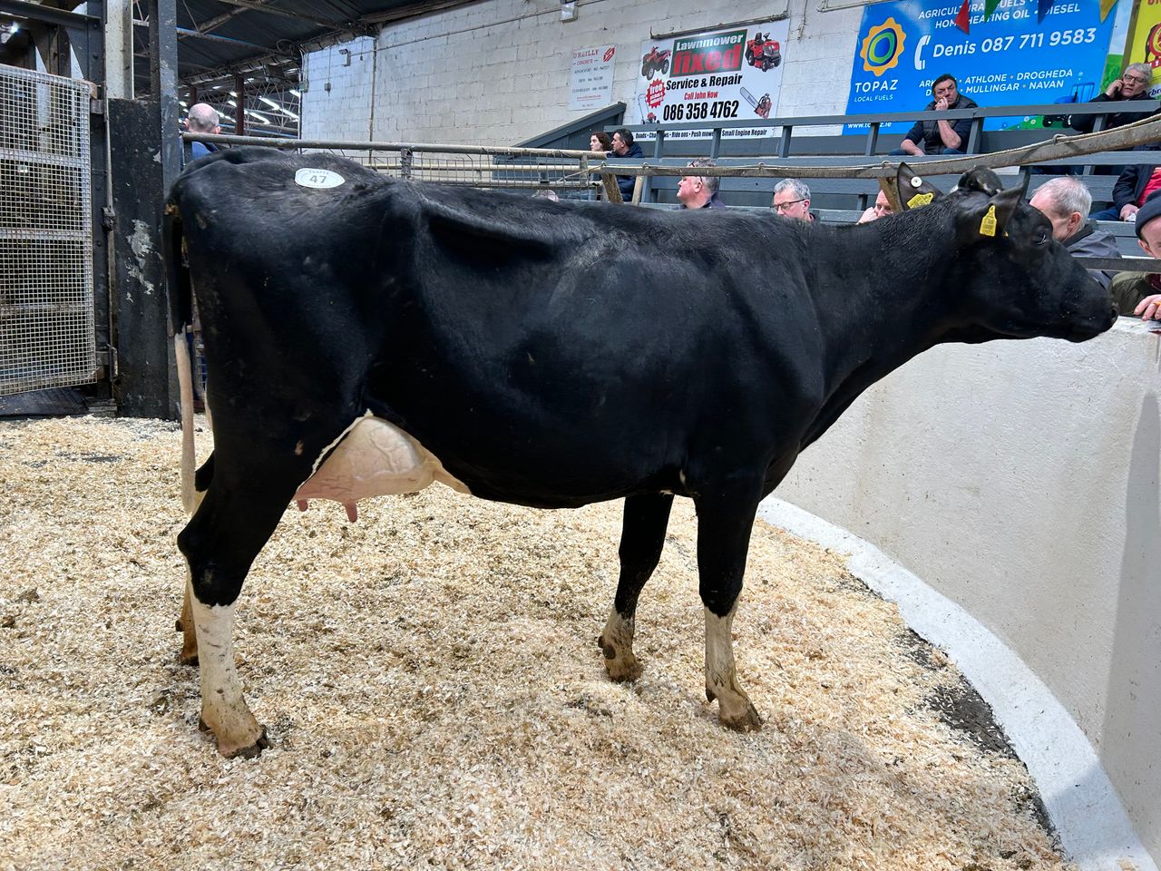 In pictures: The 150th Taaffe auctions Carnaross dairy sale
