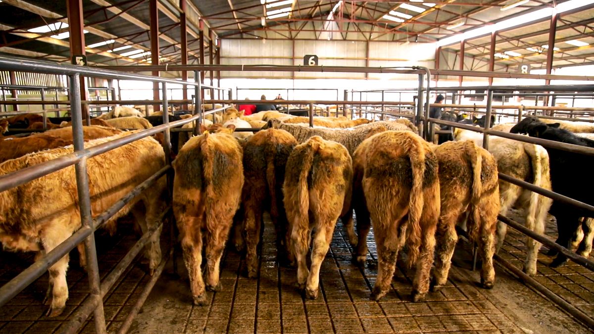 Marts: ICOS stresses continued precautions from Monday