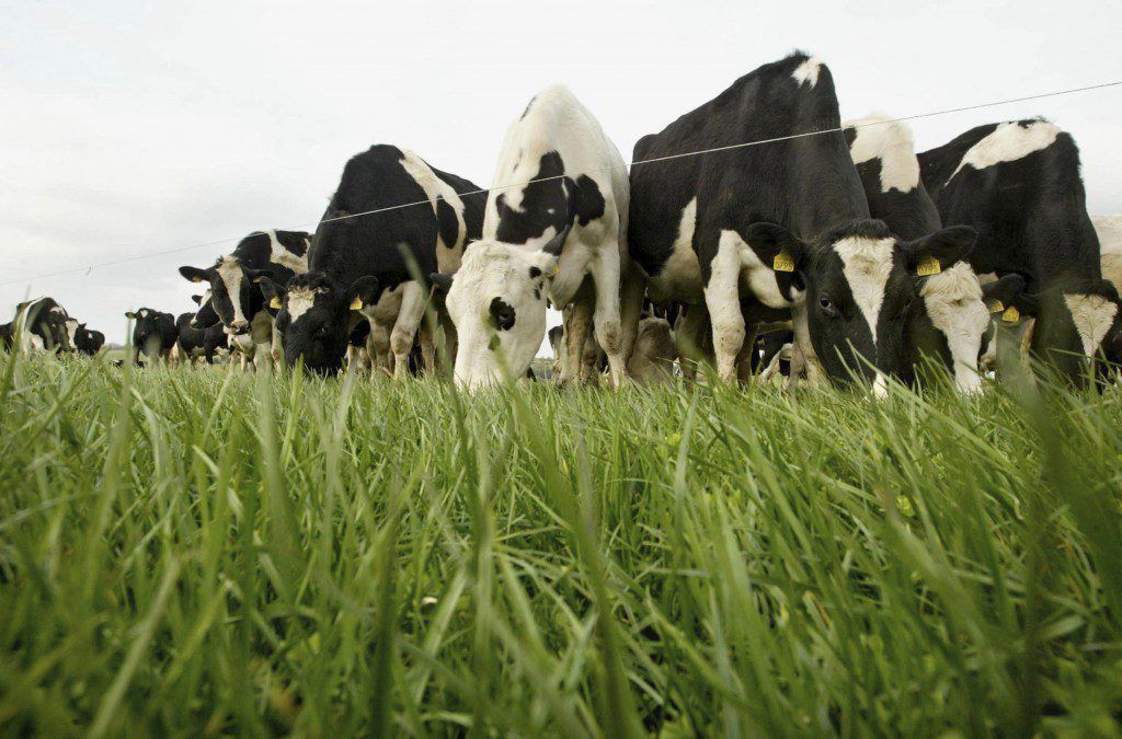 IGA summer tour to focus on high-profit and high-return dairying