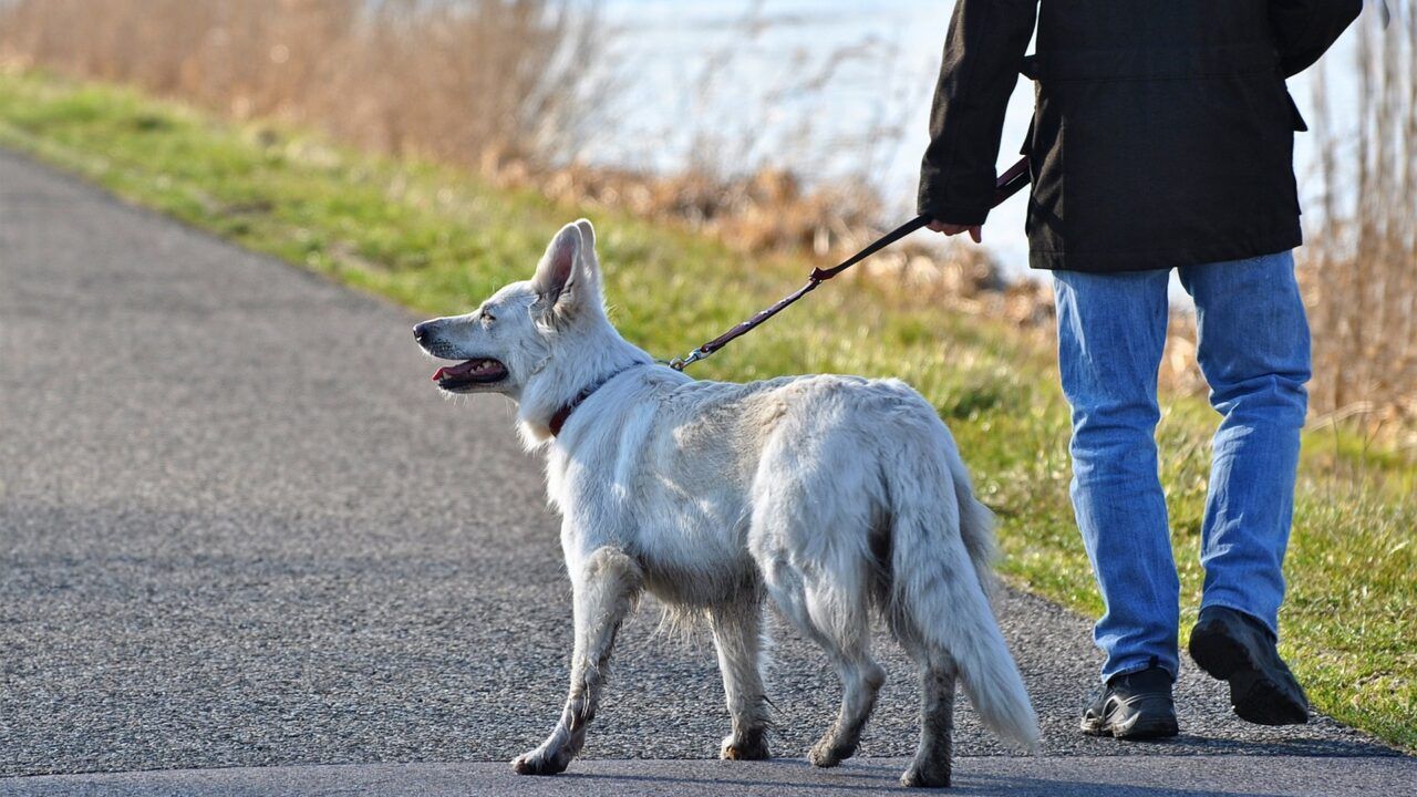 Veterinary Ireland launches survey of pet owners on AMR