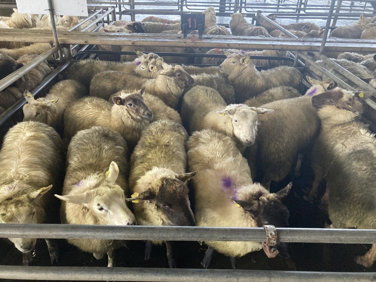 Pics and prices: Lamb prices to €162/head at Athenry