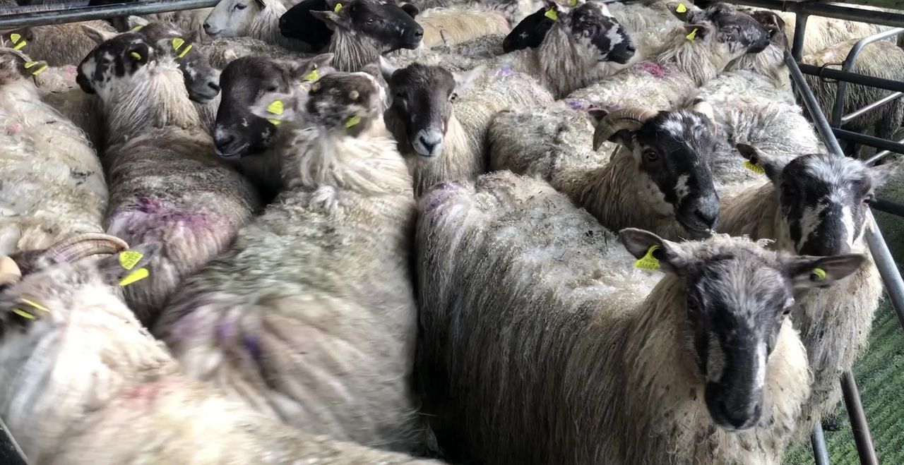 Sheep kill: Supply of lambs and hoggets decreases