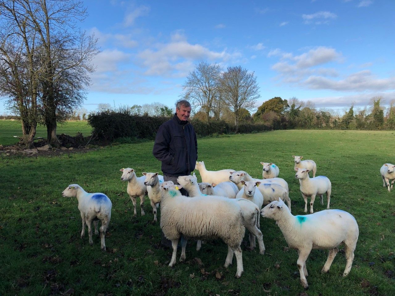 Sheep focus: Breeding pedigree Belclare ewes for the last 30 years in Co. Carlow