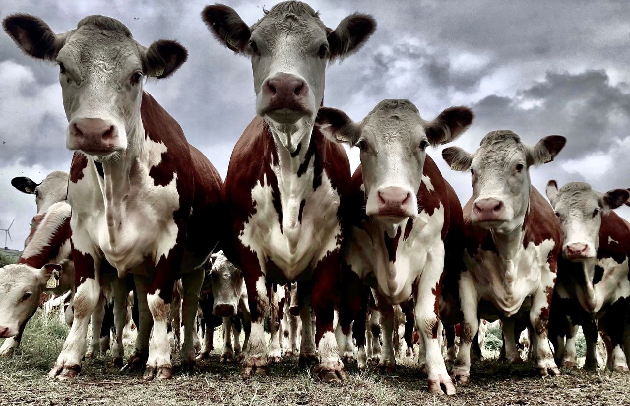 Hereford herdowners urged to get snapping for annual comp