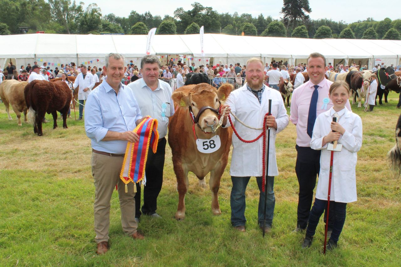 Co. Down bull among winners at Castlewellan Show