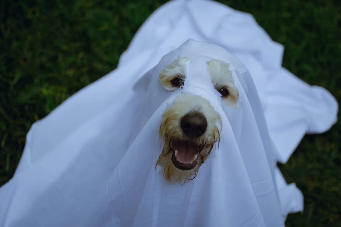 How to keep your pets safe this Hallowe'en