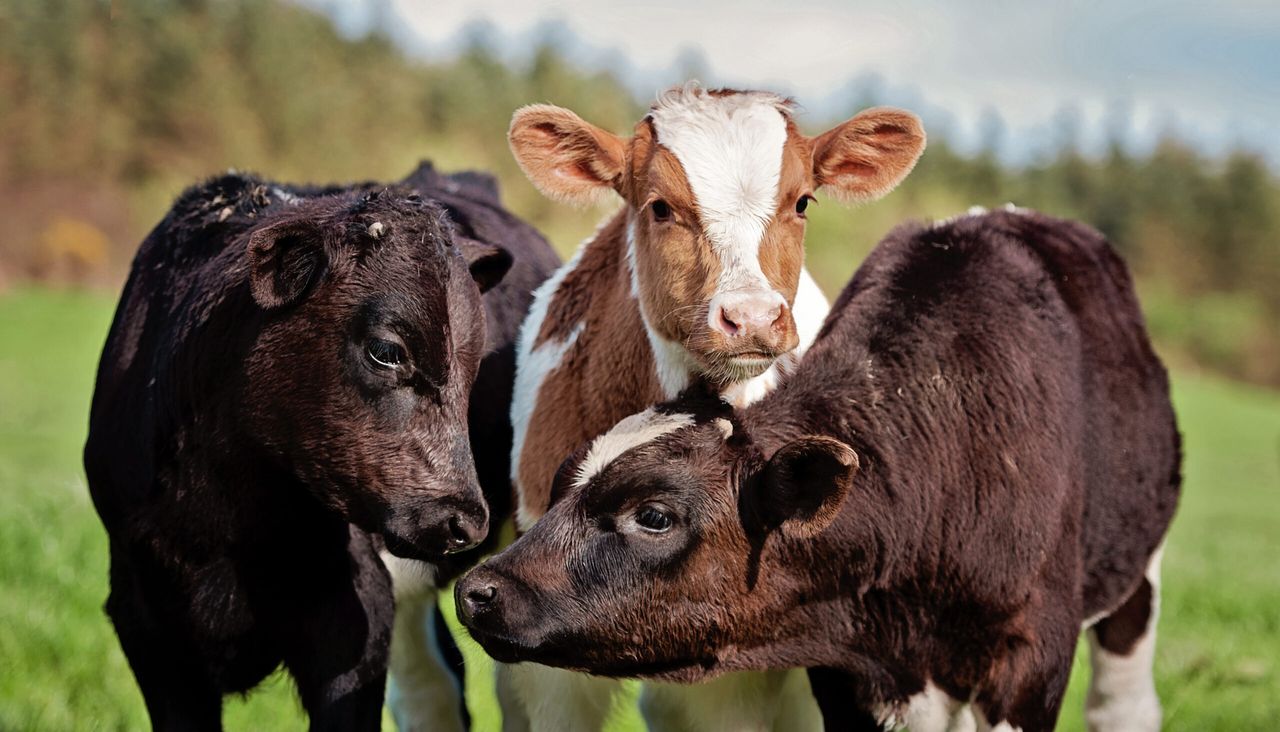 Breeding goals: 'There’s no point breeding a 12,000L cow if she’ll not last'