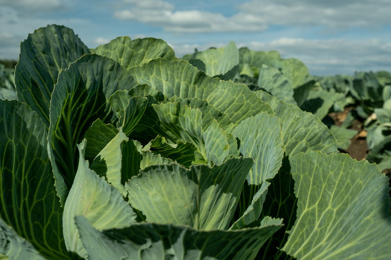 DAFM urged to boost Irish horticulture amid import concerns