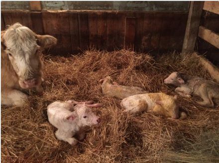 Fourth times a charm: Charolais cow gives birth to quadruplets