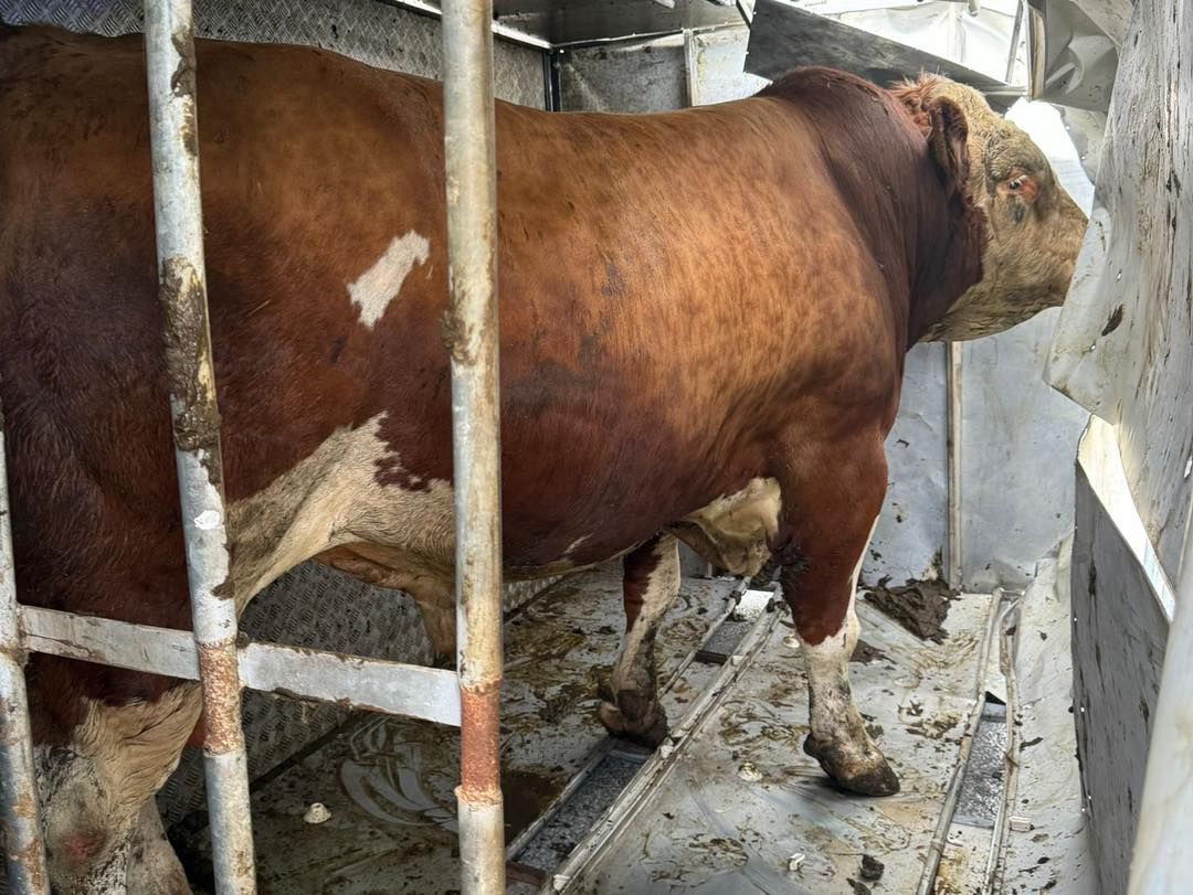 Fire brigade rescues bull from overturned trailer in Cork