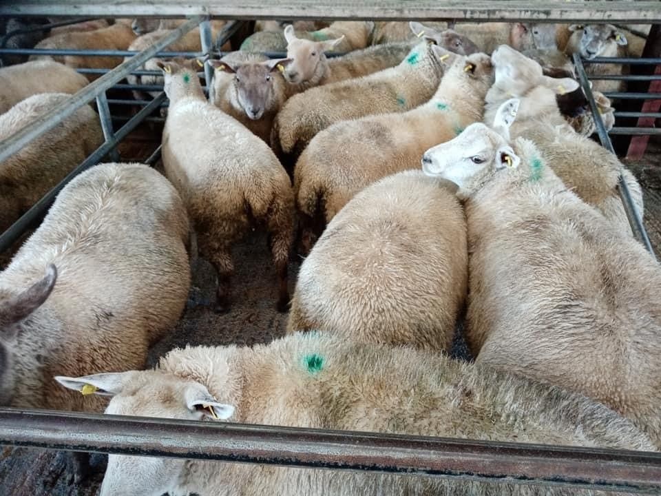 Sheep kill: Big jump in throughput, as kill just falls short of 60,000 head