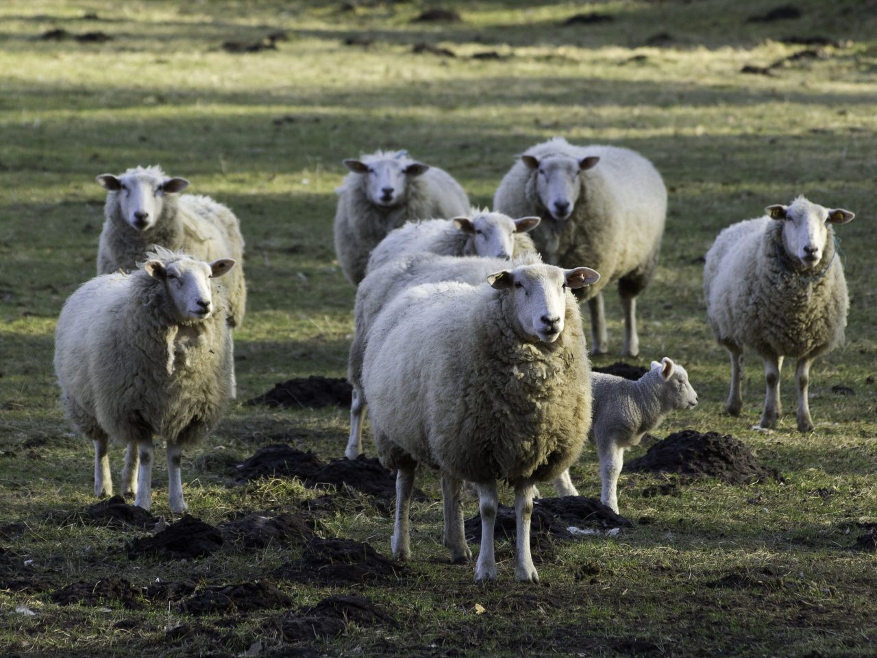 Sheepmeat supplies tighten across EU amid 'persistent challenges'