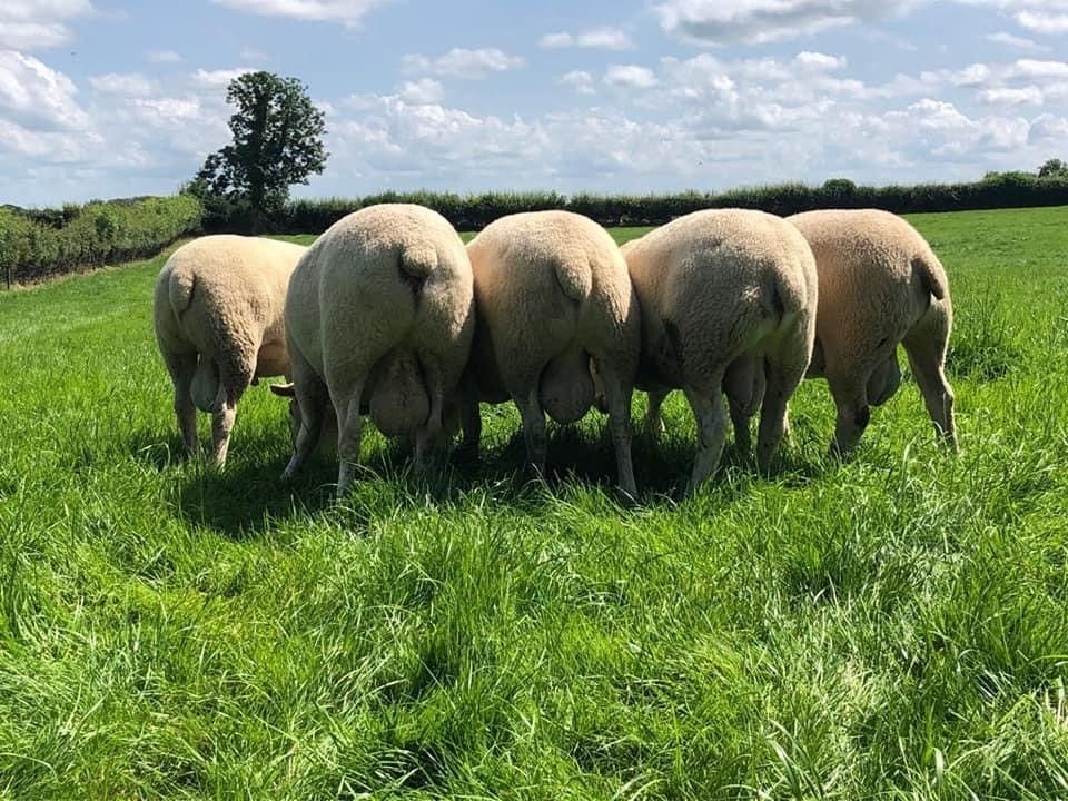 How many farmers have selected a genotyped ram action?
