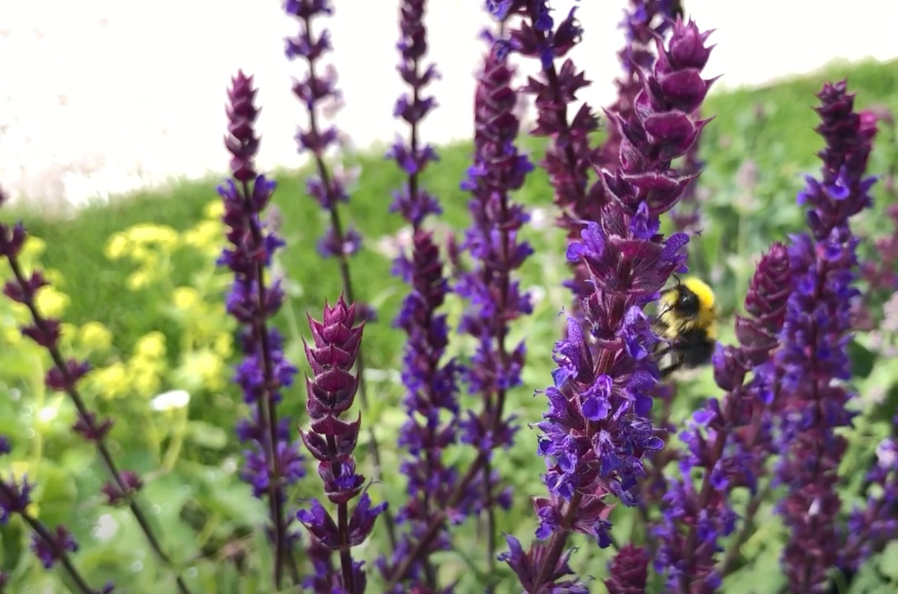 IHNSA promotes green cities and Irish plants at Bord Bia Bloom 2022