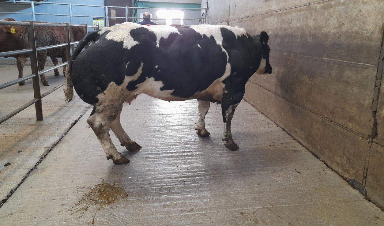 Ennis fatstock sale: Top price of €3,300 for Belgian Blue cow