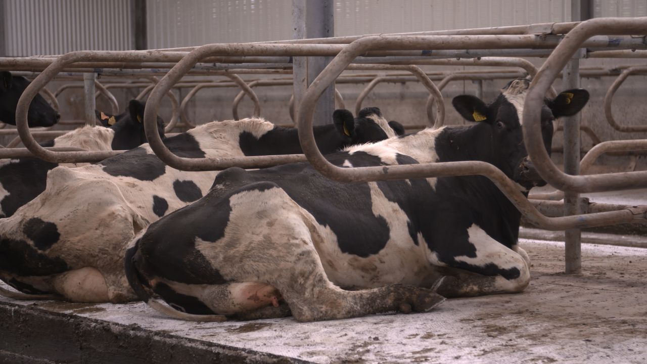 Lameness: Protocol needed for transition from pasture to housing