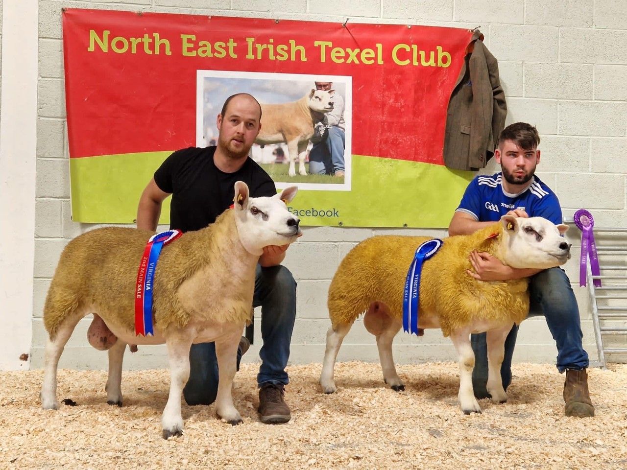 Rams sell to a high of €890 at recent Texel sale