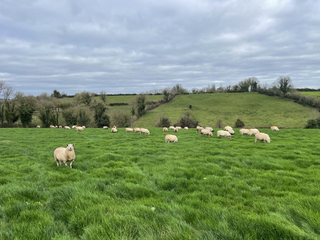 Sheep trade: Another jump for both lamb and ewe prices
