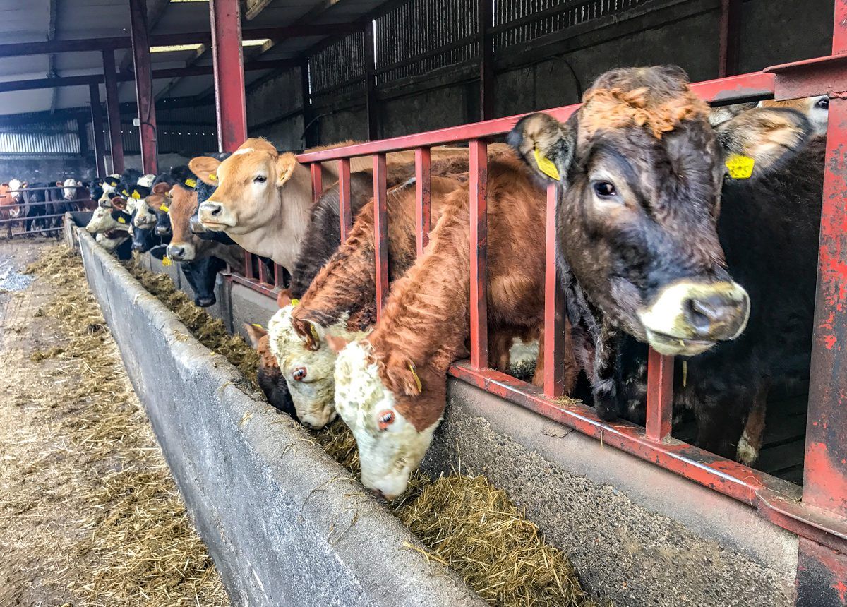 Beef focus: Self sufficiency boosts profit on beef enterprise in Co. Kilkenny