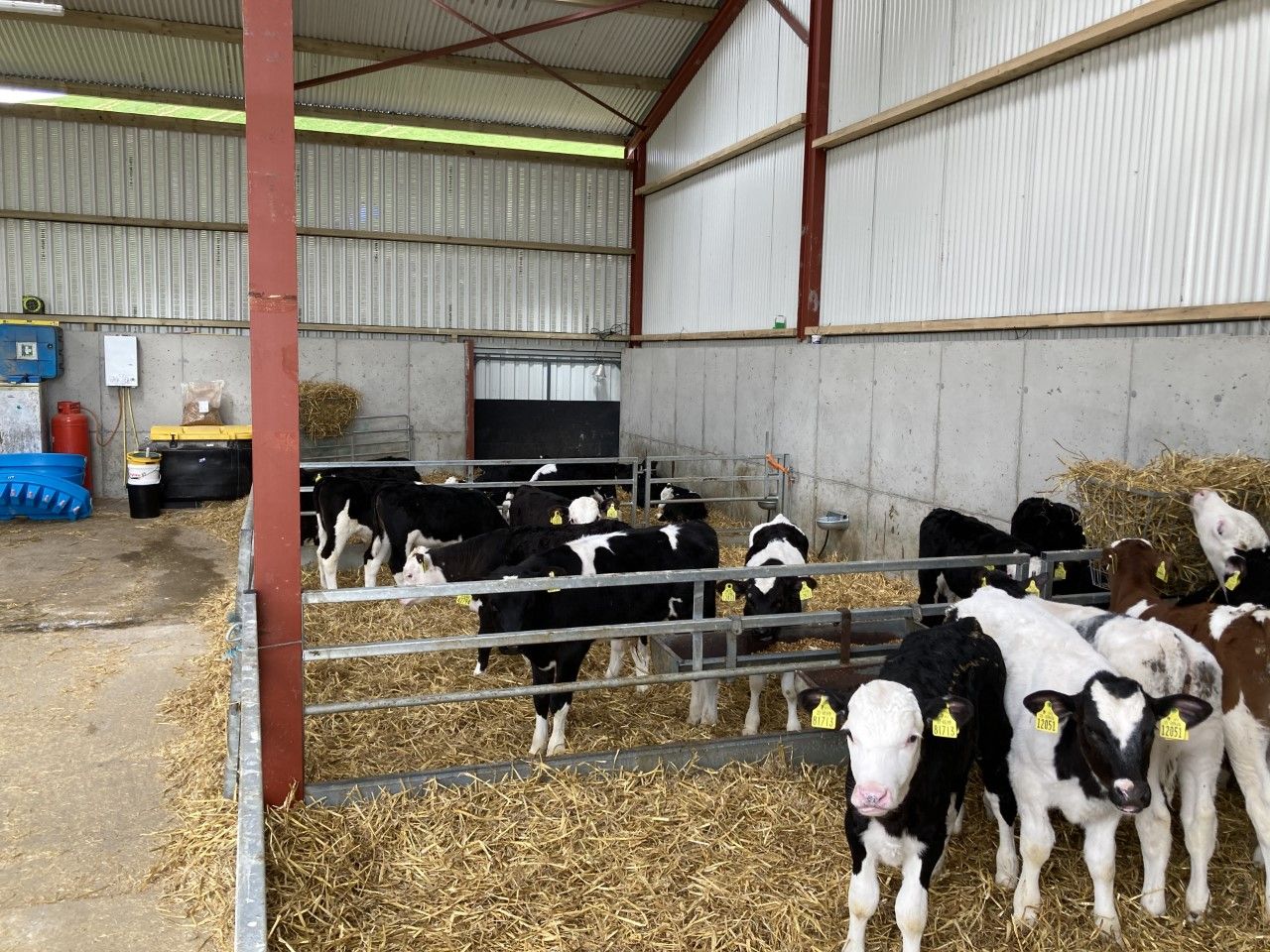 Calf registrations head towards 1.4m for year-to-date