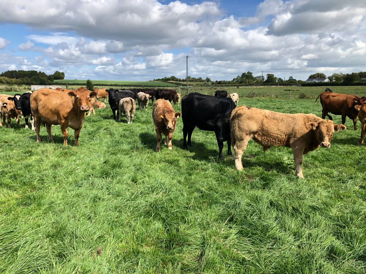 Suckler calvings down by over 24,000 head to date this year
