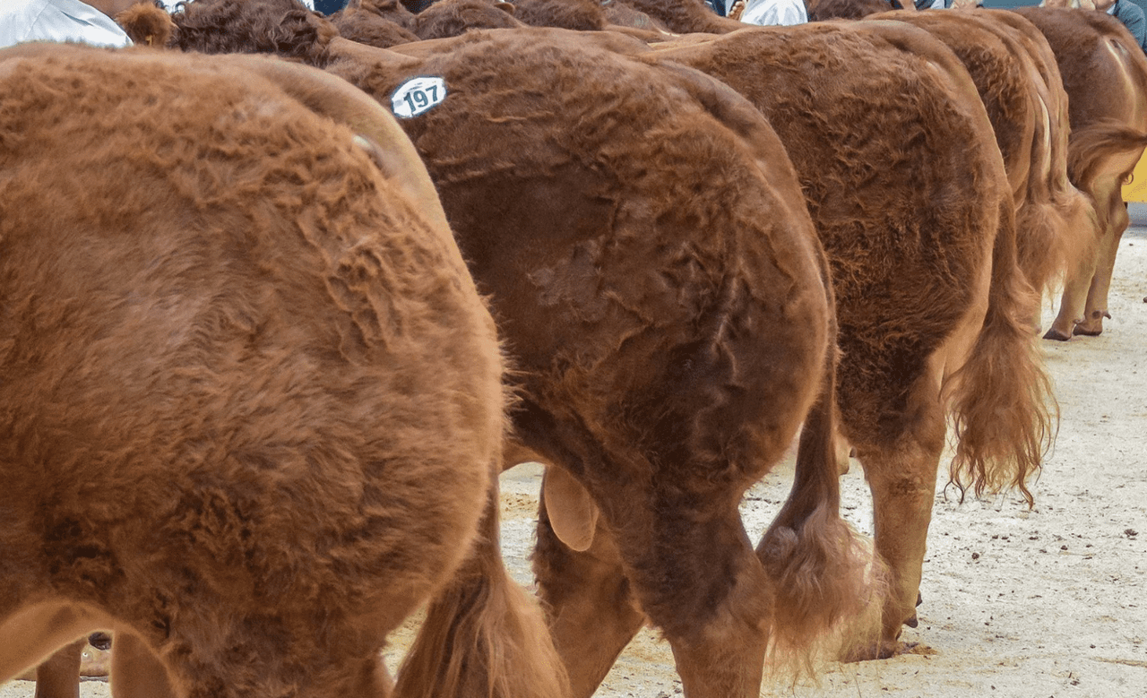 62 Ballinloan cattle to be stripped of passports – progeny could lose pedigree status