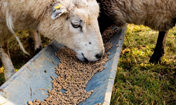 'Surprising number of farmers feeding low energy rations'