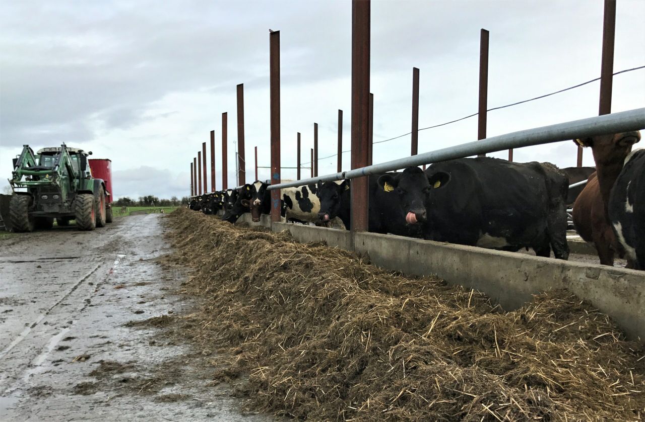 Dairy focus: Lessons learned from the first year milking 200 cows