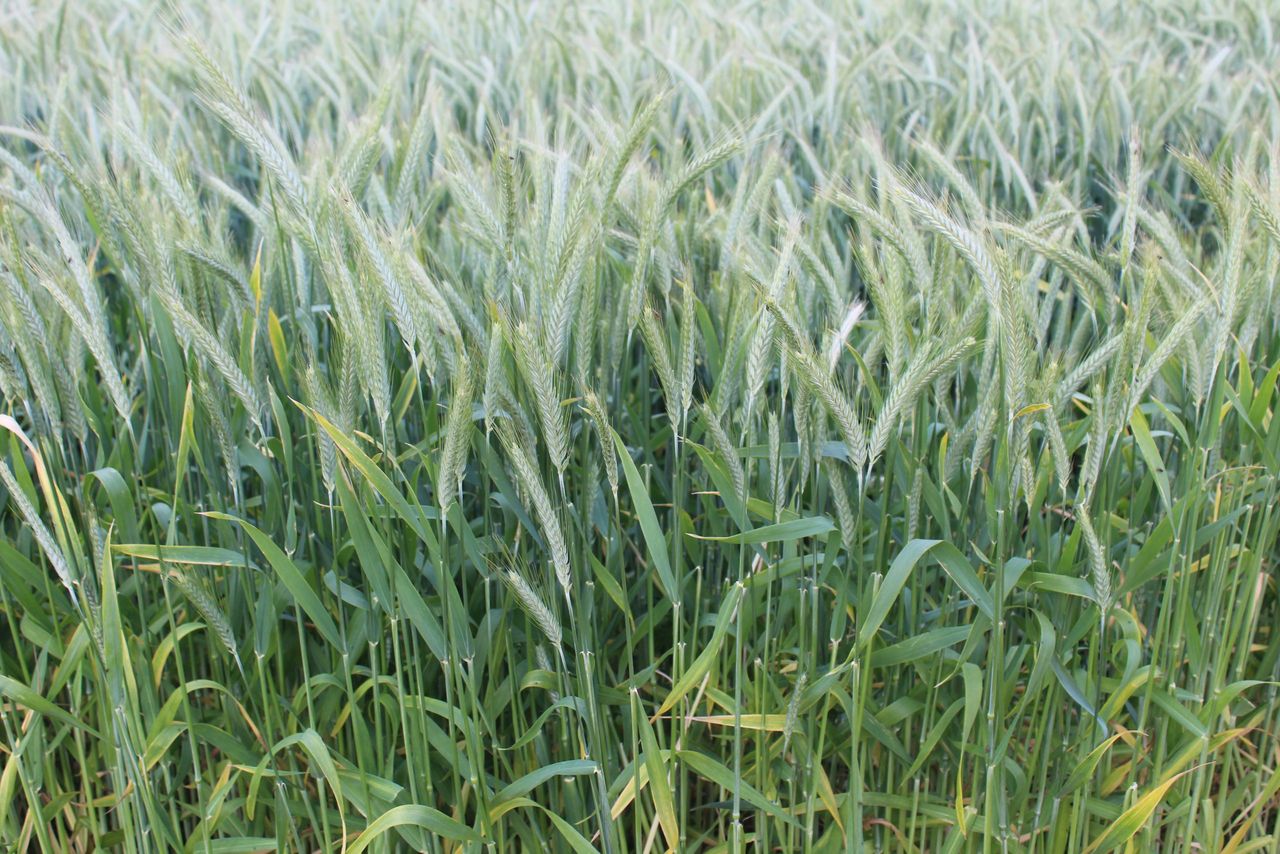 The potential for hybrid rye and triticale in Irish tillage rotations