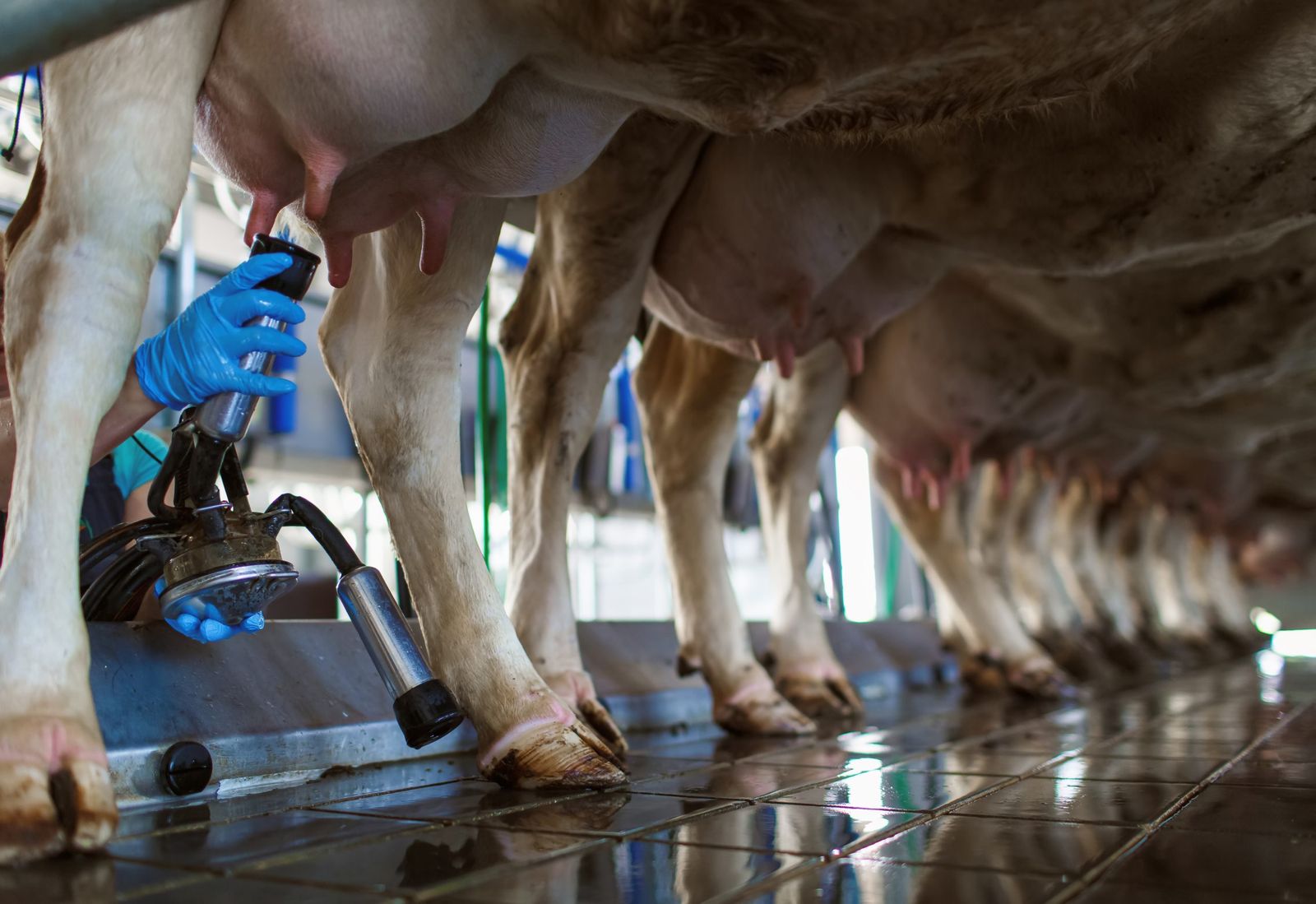 Cso Machine CSO: Milk price down 11.6% in year to September - Agriland.ie