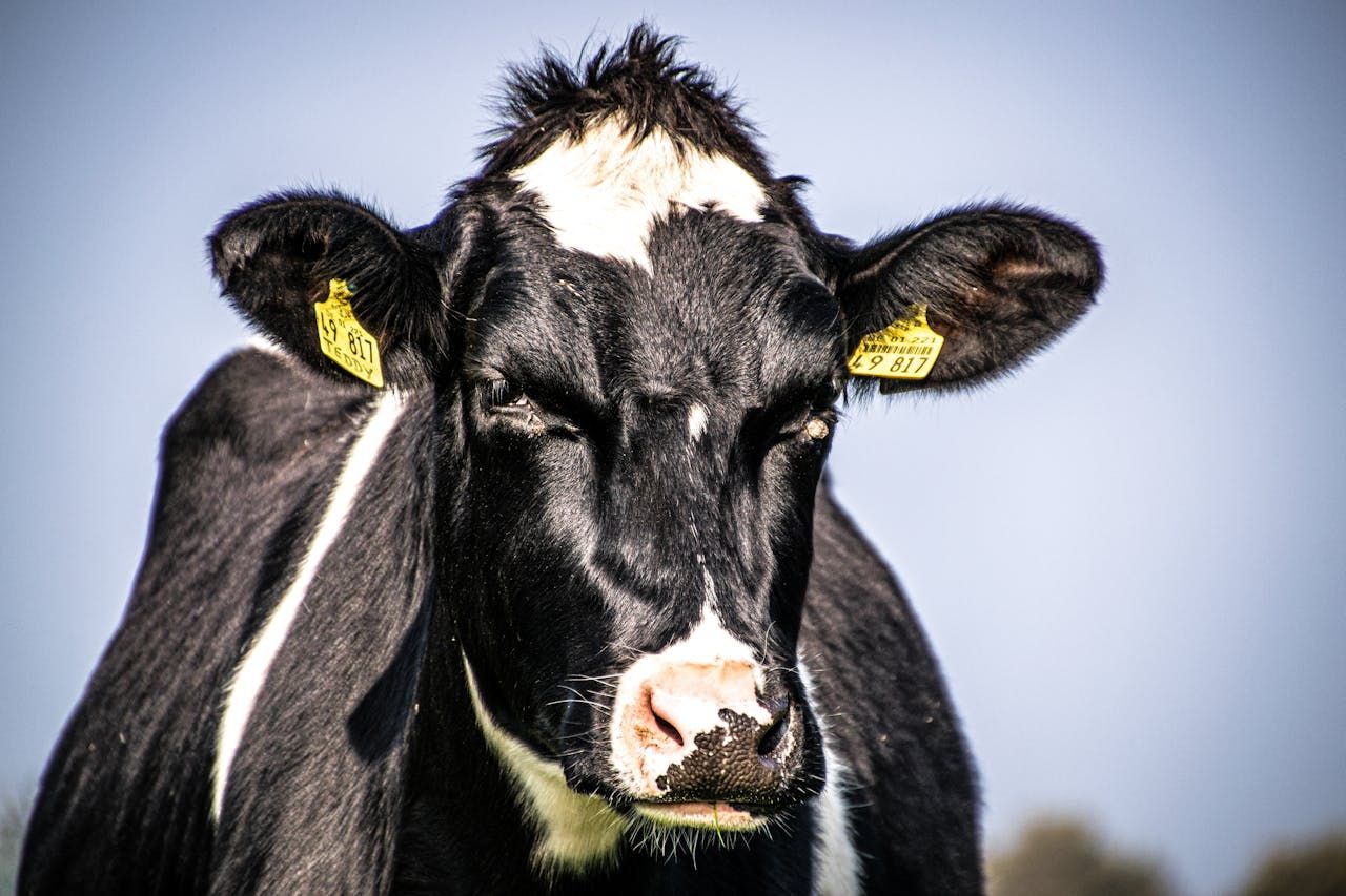 Scientists: Pasteurisation 'effectively inactivates' bird flu viruses in milk