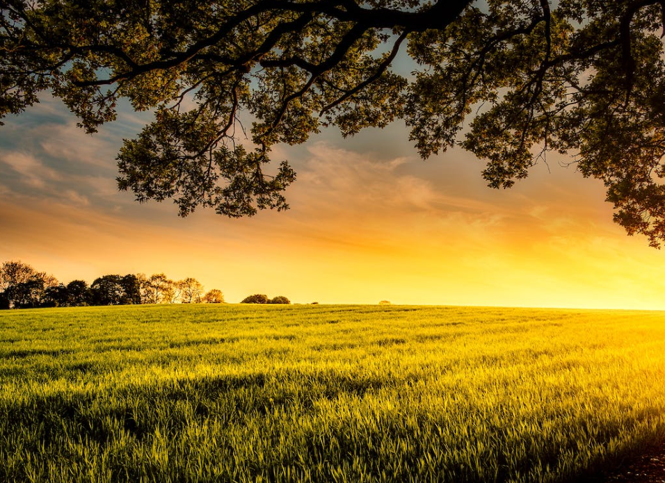 Arable land prices jump in Ireland - Eurostat