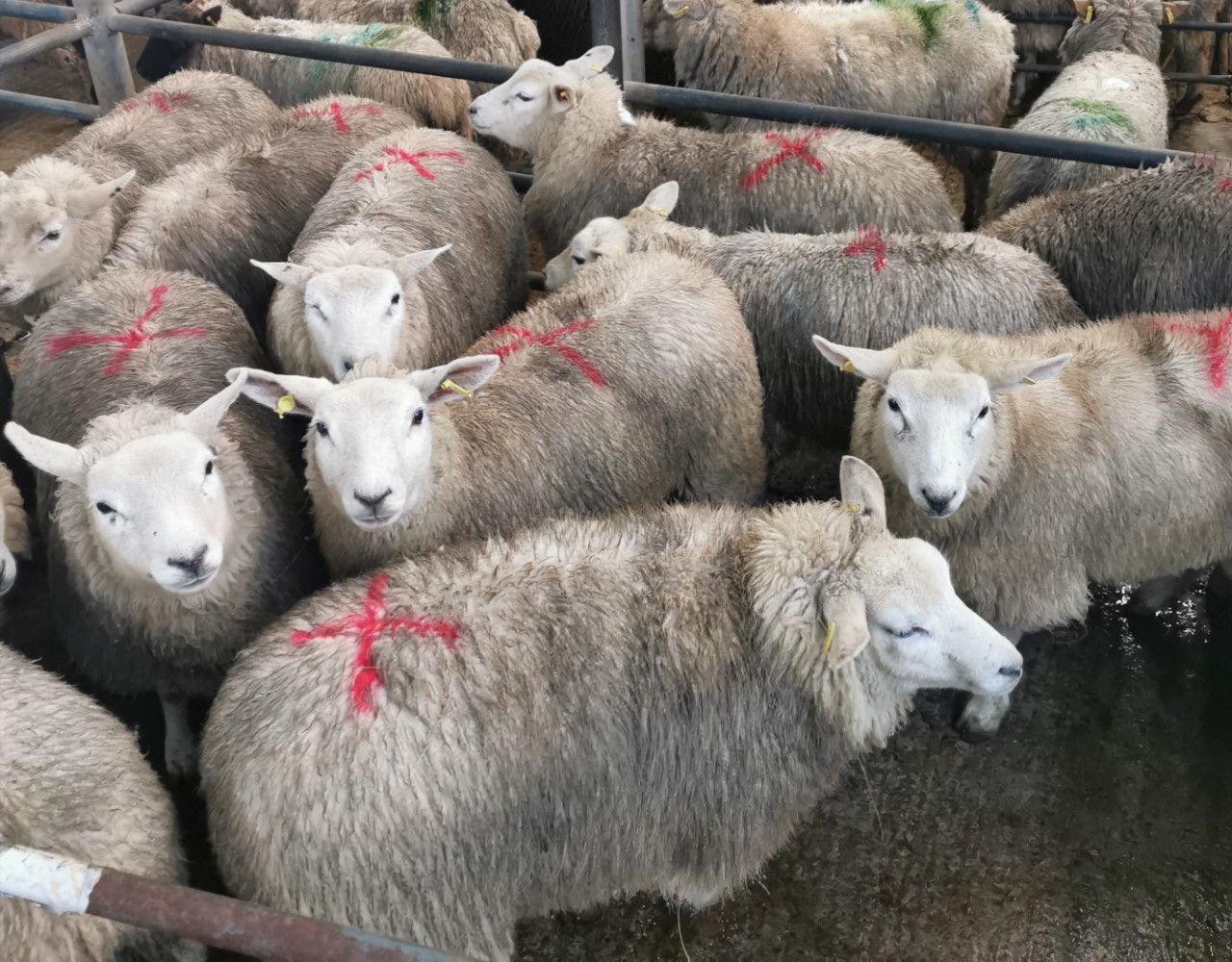 Hogget trade 'tough' at the start of the week at marts