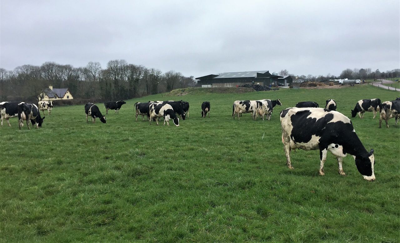 Dairy focus: Doubling cow numbers and gearing up for breeding in Co. Cork