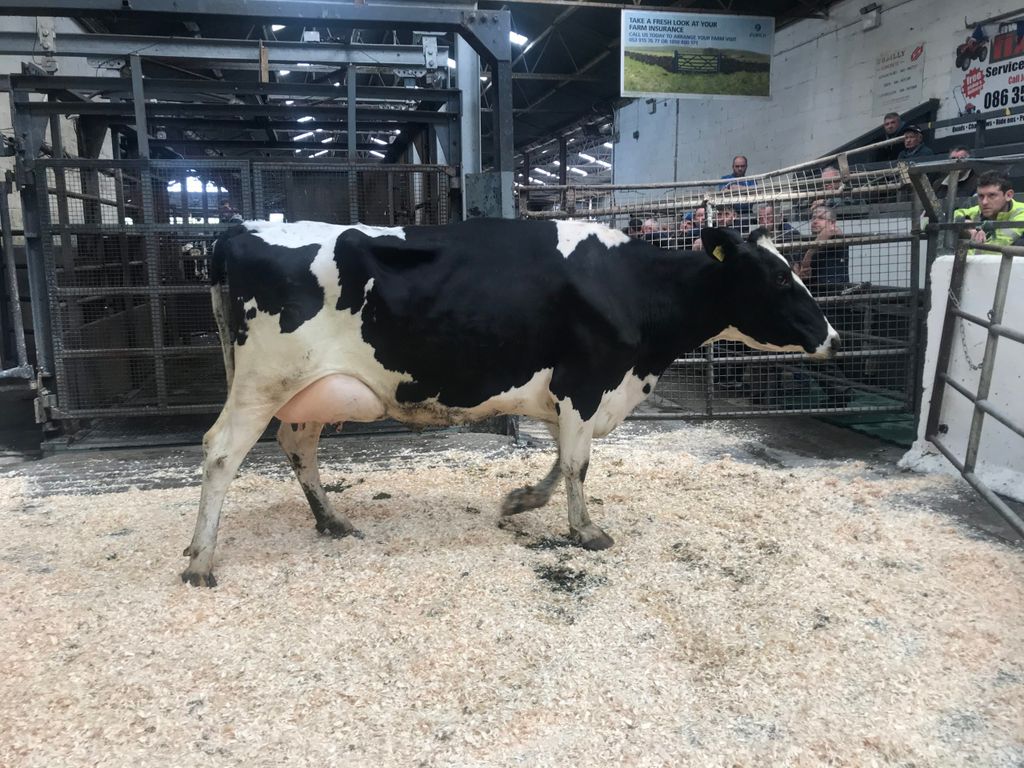 Lot 54: This third-lactation cow, calved seven days, sold for €2,480