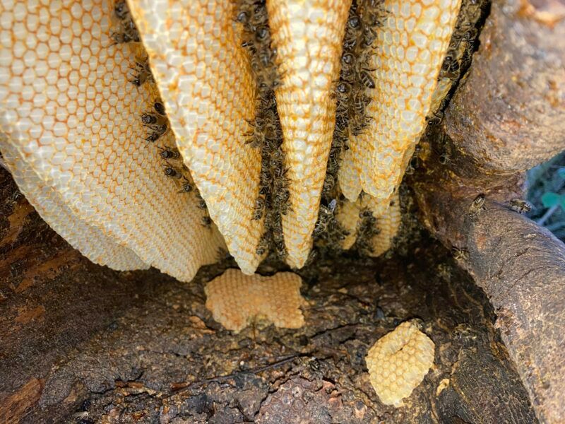 Galway university 'buzzing' after bee research team given support