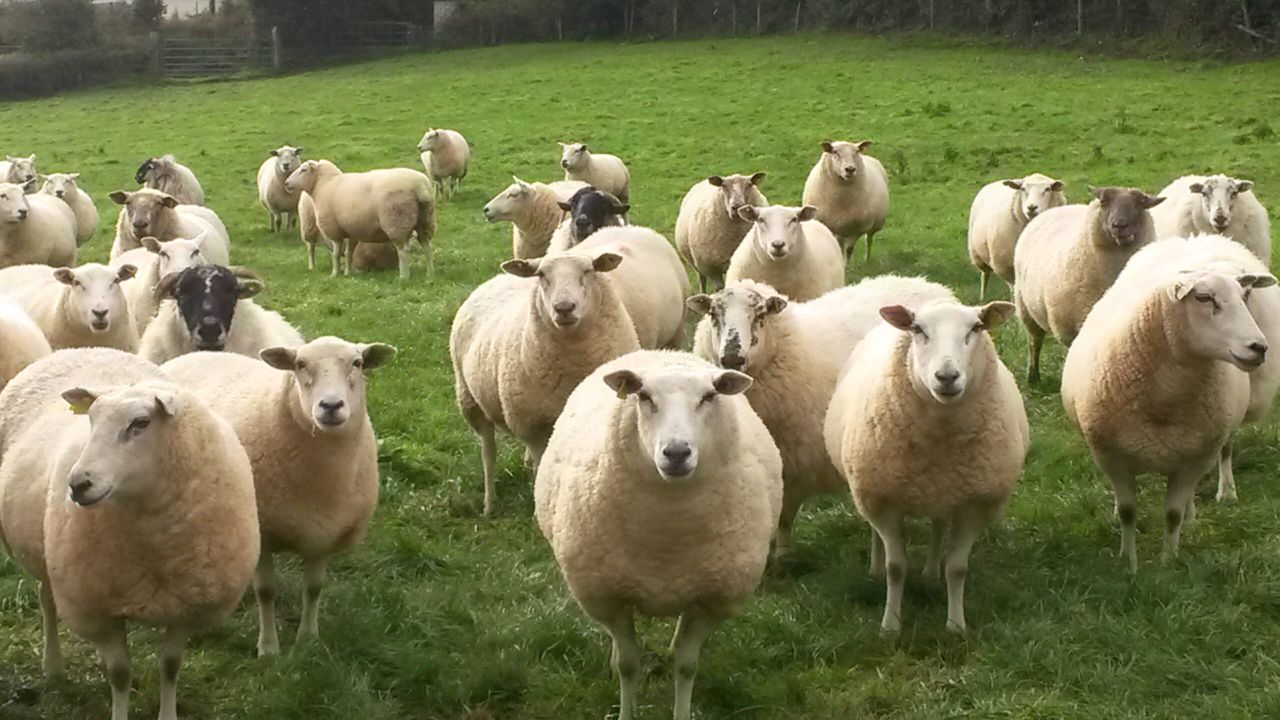 Sheep Marts - Fleshed cast ewes remain in good demand as top lots sell to €114