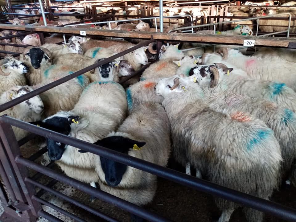 Sheep marts: First sales of the new year start with a bang
