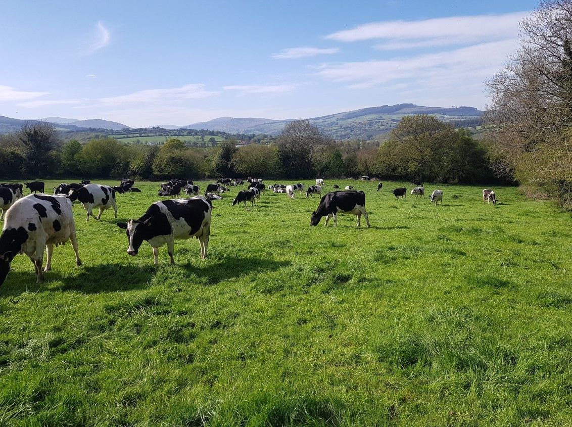 Dairy farmers face 'large drop in income' warns Arthur