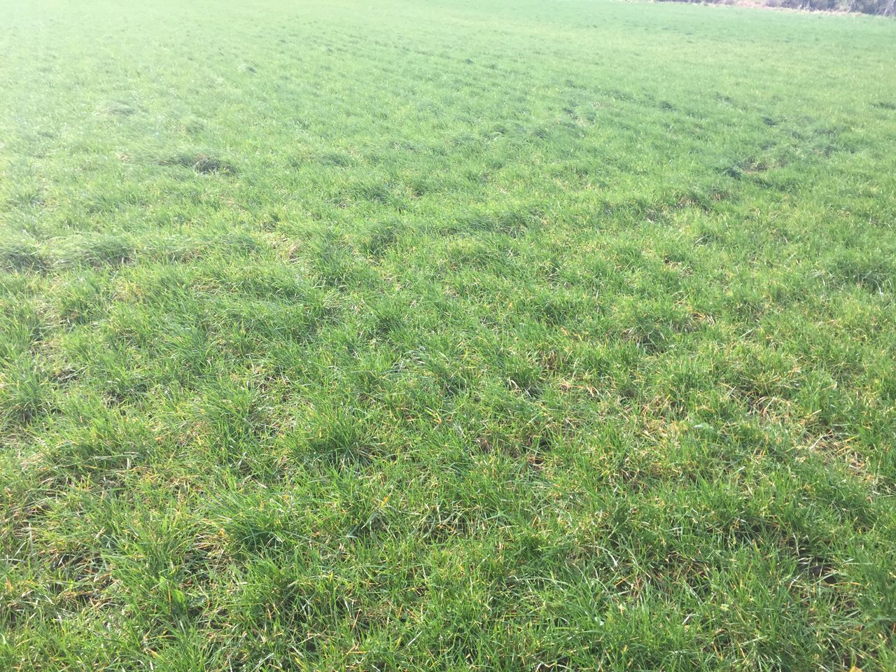 Dairy advice: Managing spring reseeded paddocks