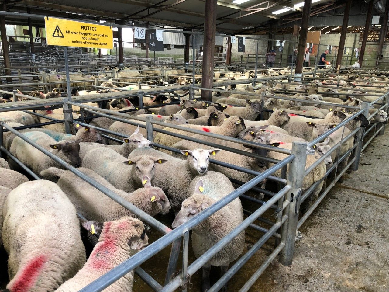 Sheep trade: Base quotes for lambs fall to €5.30/kg