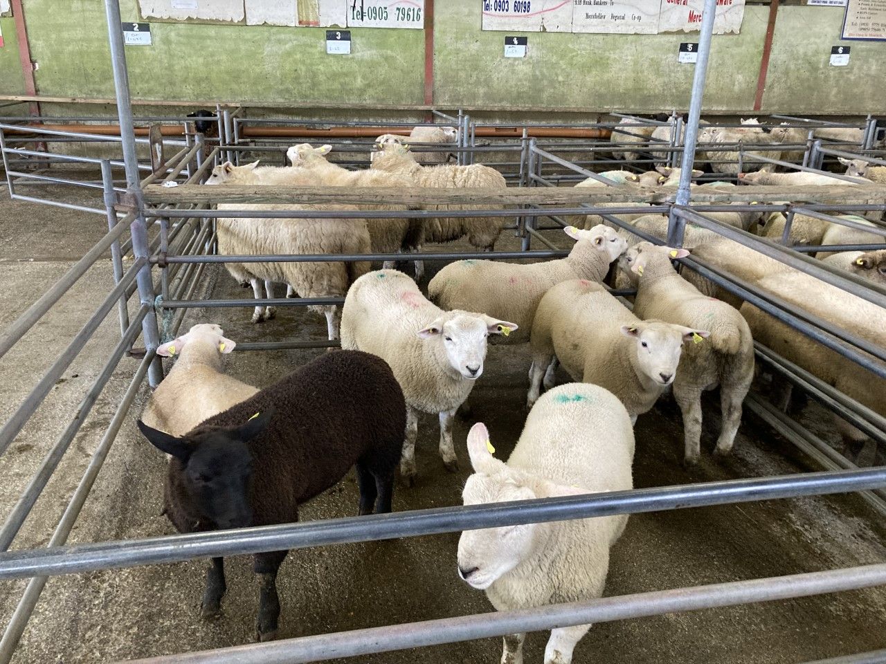 Sheep trade: Spring lamb and hogget prices drive on