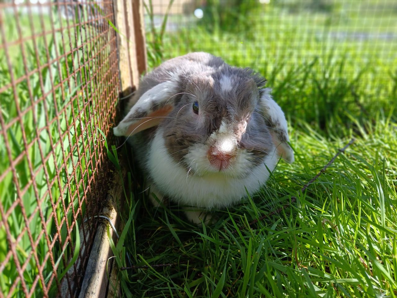 ISPCA calls on public to 'open hearts' and adopt a pet