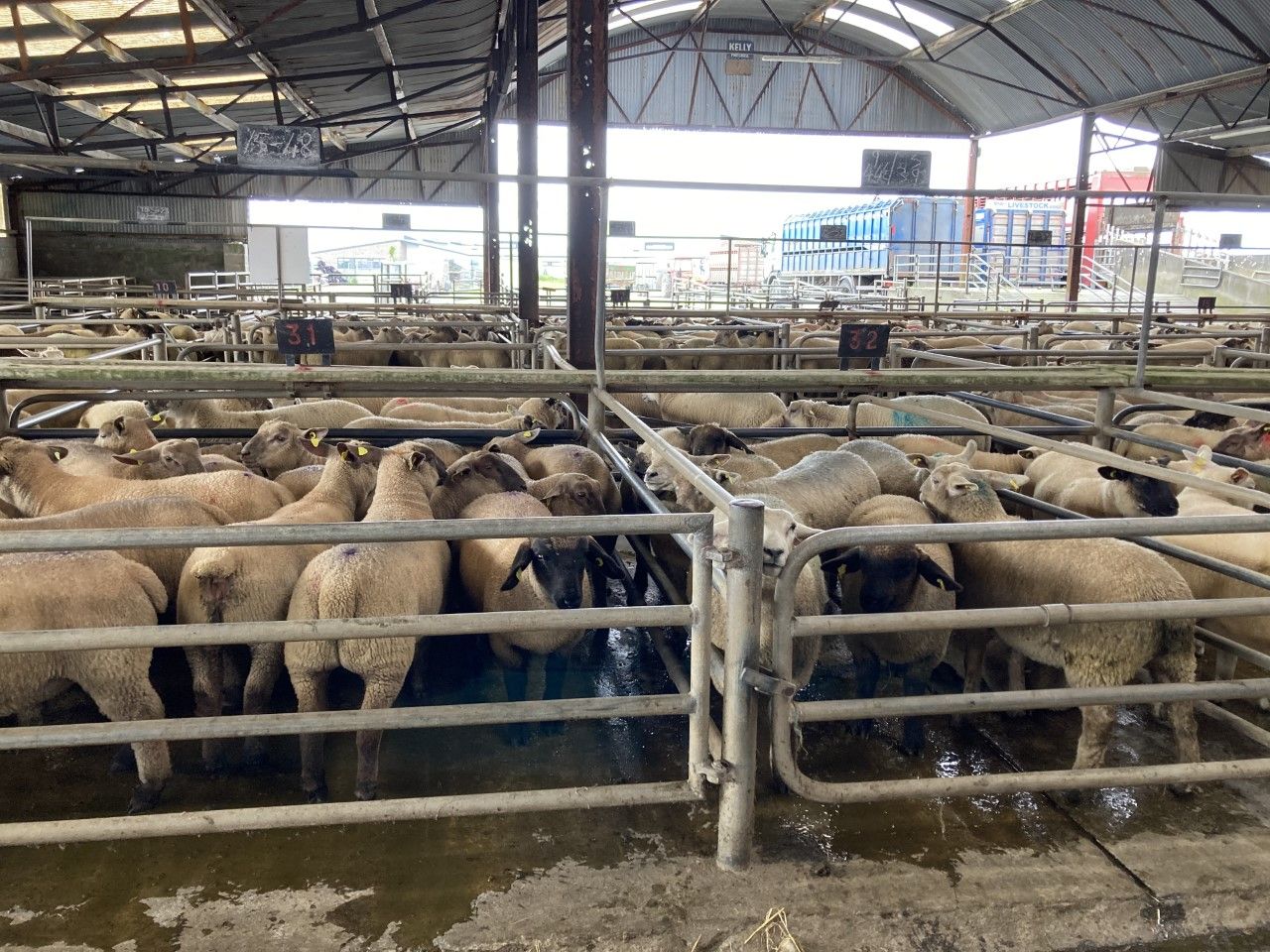 Sheep kill: Throughput up over 103,000 head on last year