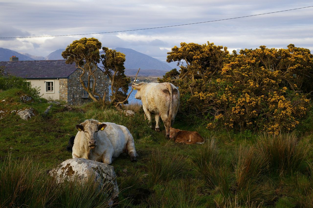 Ireland moves beyond initial development phase of a bioeconomy