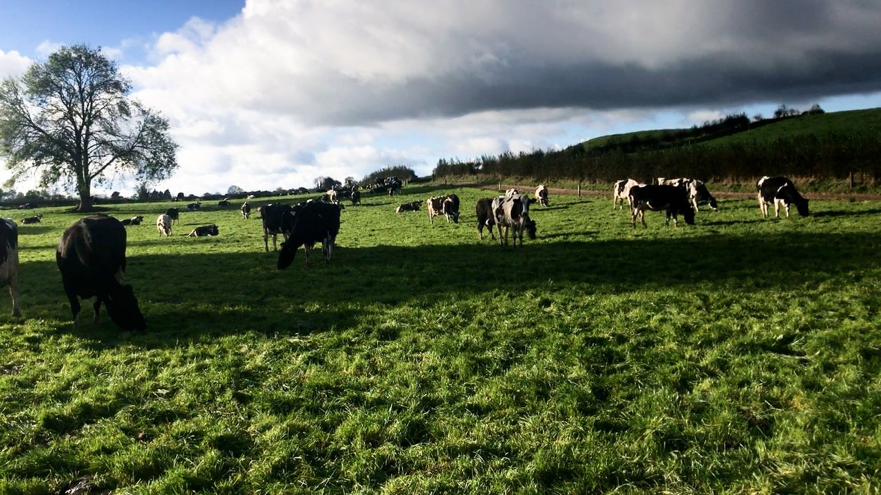 Breeding season dealing with non-cycling cows