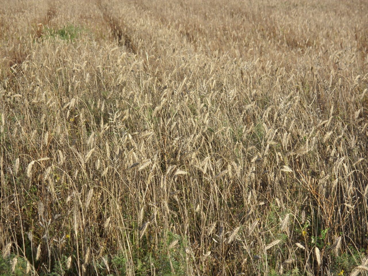 Survey: High input costs accelerate uptake of agtech