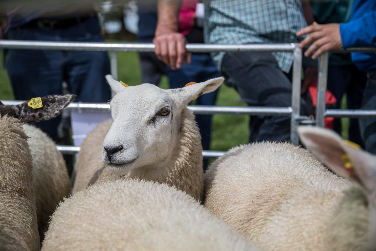 Sheep marts: Trade improves for breeding stock, but lamb prices ease again
