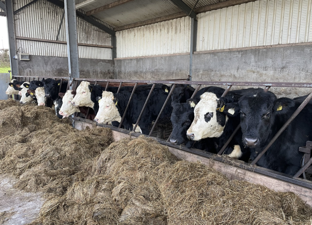 Factory quotes: Is there any sign of beef price cuts reversing?
